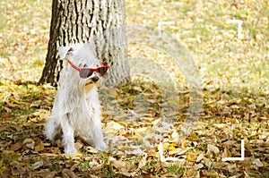 Dog on the autumn sun