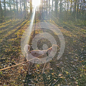 Dog and autumn sun lights