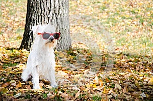 Dog on the autumn sun