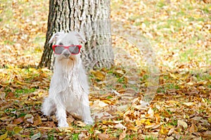 Dog on the autumn sun