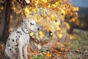Dog in autumn vineyard