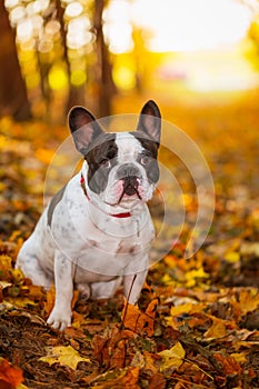 Dog in autumnal scenery