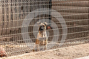 Dog in an aviary. Enclosure for dogs. Belgian Shepherd Malinois dog