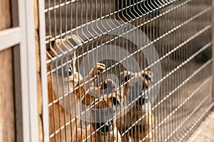 Dog in an aviary. Enclosure for dogs. Belgian Shepherd Malinois dog