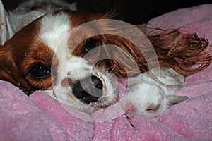 Dog and baby bunny new born rabbit kit. Cavalier king charles spaniel puppy and lop animals together.