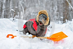 Dog, baby in hat and winter overalls play in snow, dig a trench with a shovel