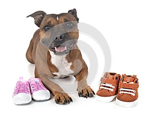 Dog and baby slippers