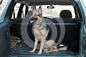 Dog in back seat car