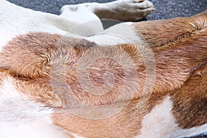 Dog back texture  brown and white patterns top view