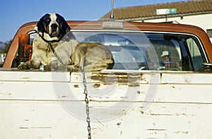 Dog in back of truck, northern, CA