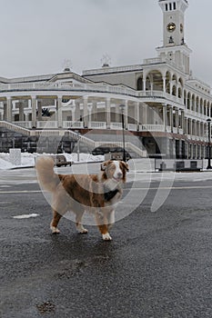 Dog on background of a building Severny rechnoy vokzal in Moscow. Australian Shepherd Red Merle wears bandana and walks