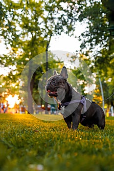 a dog in the background of the park And the rays of the sun that illuminate him from behind prepared to run