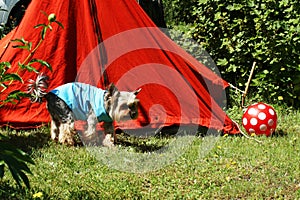 Dog on the background of a red tent on a green lawn