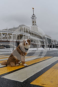 A dog on the background of Severny rechnoy vokzal in Moscow. Australian Shepherd Red Merle wears bandana and sits on