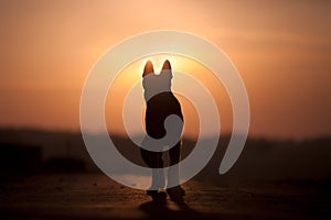 Dog backlight silhouette in sunset. Symbol of pets pass away in heaven. Dogs shadow stand for a friend lost stock photo