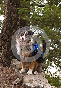 Dog with Backpack