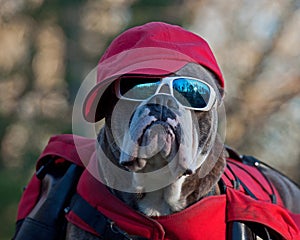 Dog backpack ....Dog with sunglasses and a hat