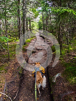 Dog with Backpack Hiking Through Dense Forest