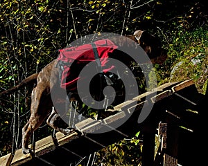 Dog backpack ....Old English Bulldog carry bags on their back