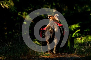 Dog backpack ....Old English Bulldog carry bags on their back