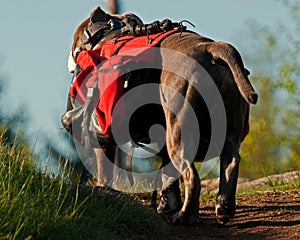 Dog backpack ....Old English Bulldog carry bags on their back