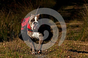 Dog backpack ....Old English Bulldog carry bags on their back