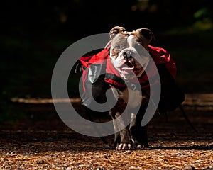 Dog backpack ....Old English Bulldog carry bags on their back