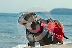 Dog backpack ....Old English Bulldog carry bags on their back