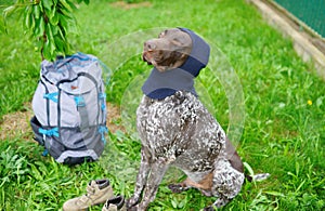 Dog with backpack. Travel with pets. Summer time activity. Adventure time. Happy moments. Funny animals. Lovely dogs.