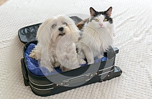 Dog in bag with cat