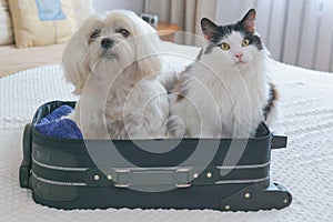 Dog in bag with cat