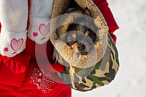 Dog in bag. Chihuahua in a carrying bag for dogs in winter. Chihuahua in winter clothes in the snowy season