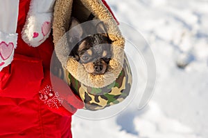 Dog in bag. Chihuahua in a carrying bag for dogs in winter. Chihuahua in winter clothes in the snowy season