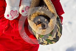 Dog in bag. Chihuahua in a carrying bag for dogs in winter. Chihuahua in winter clothes in the snowy season