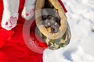 Pes v tašce. Čivava v přenosné tašce pro psy v zimě. Čivava v zimním oblečení v období sněhu