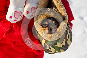 Dog in bag. Chihuahua in a carrying bag for dogs in winter. Chihuahua in winter clothes in the snowy season