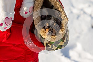 Dog in bag. Chihuahua in a carrying bag for dogs in winter. Chihuahua in winter clothes in the snowy season