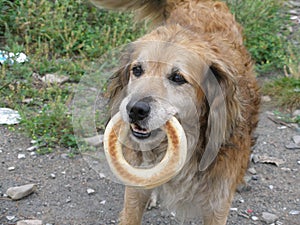 The dog with the bagel