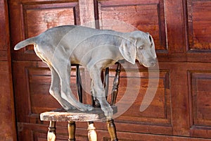 Dog balancing on chair