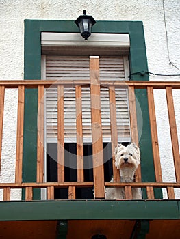 Dog in balcony