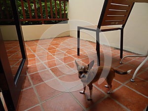 Dog on the balcony waiting for the owner