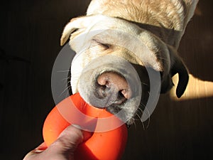 Dog and ball 2