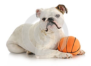 Dog with ball