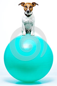 Dog on ball