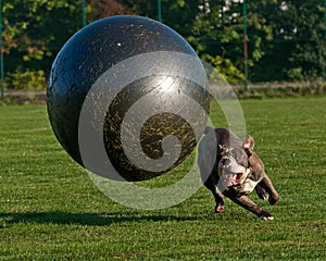 Dog with ball