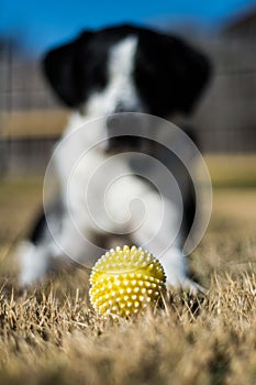 Dog and Ball