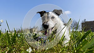 Dog with ball