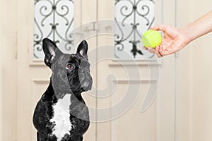 Dog with ball