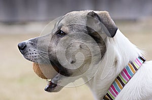 Dog with Ball