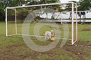 Dog with ball in football goal on the football field of the city of Tortuguero, Costa Rica